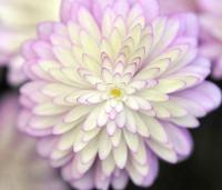 Pale pink double flowers with a greenish centre